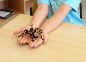 Keine Angst vor Spinnen