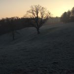 Tierbeobachtung in der Dämmerstunde