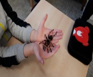Der Spinnenmann ist da!