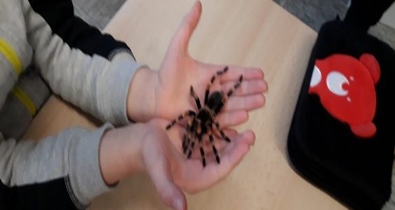 Der Spinnenmann ist da!