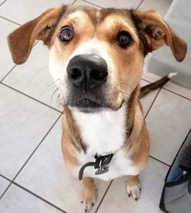 Neue Mitarbeiterin in Hinsbeck: Toffi, unser Schulhund in Ausbildung