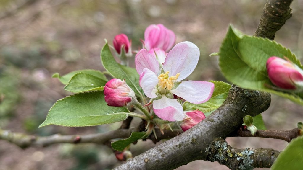 Großer Apfelbaum-Schnitt am Förderzentrum West